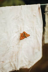 Polygonia c-album resting on the blanket