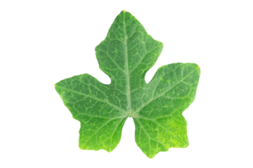 Ivy gourd leaves