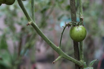 green tomatoes indicate not ready to be harvested