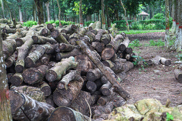 rubber tree cut piece stock