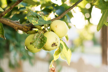 Apple tree branch with ripening juicy apples under bright sunlight. Summer harvest in the garden....