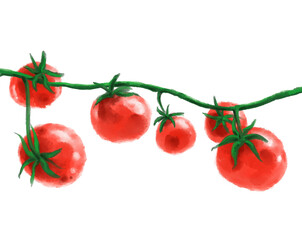 Tomato vine watercolor painting illustration fresh red vegetable illustration banner - 522465653