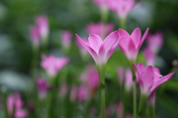 Fototapeta premium closeup of the beauty of crocus sativus flowers in the garden