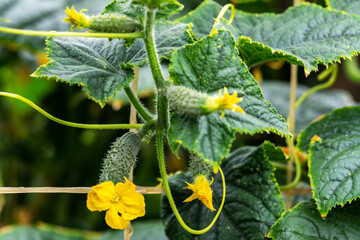 Cucumbers grow on a bush in the open ground in the garden