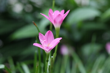 closeup of the beauty of crocus sativus flowers in the garden