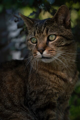 Obraz premium Chat au regard expressif