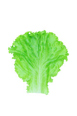 Salad leaf. Lettuce isolated on white background with clipping path