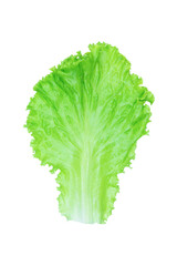Salad leaf. Lettuce isolated on white background with clipping path