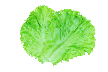 Salad leaf. Lettuce isolated on white background with clipping path