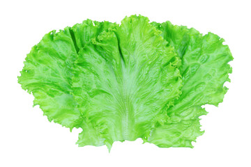 Salad leaf. Lettuce isolated on white background with clipping path