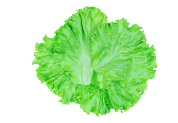 Naklejka na ściany i meble Salad leaf. Lettuce isolated on white background with clipping path