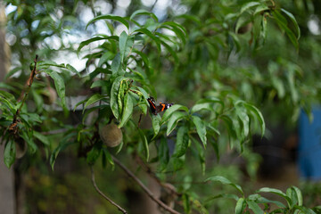 red admiral or Vanessa atalanta