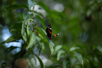 red admiral or Vanessa atalanta