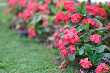 Colorful garden of pink petunias in summer