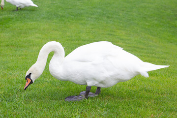 white swan on green grass