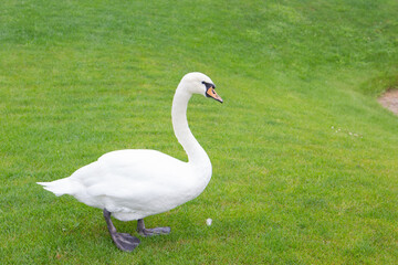 swan on the grass