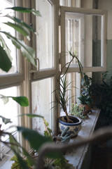 Window sill inside an old house. Window and window sill with peeling paint and houseplants and cacti in flower pots.