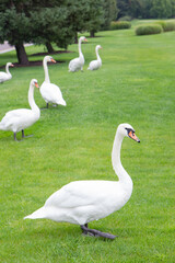 Naklejka premium swans in the park