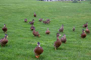 flock of ducks