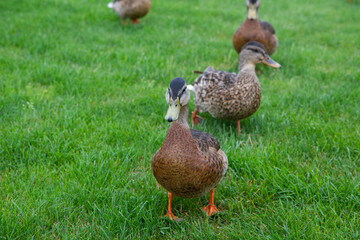 duck in the park