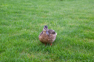 duck in the grass