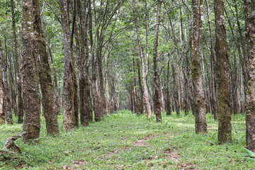 natural raw rubber tree plant