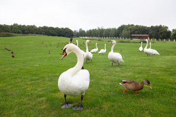 group of geese in the grass