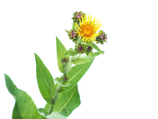 Yellow flower of Elecampane plant isolated on white, Inula helenium