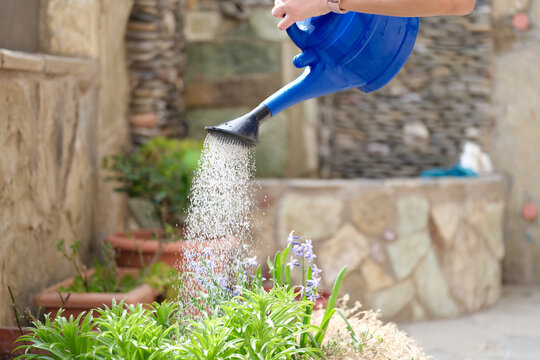 Closeup of water pouring from watering can into flower bed