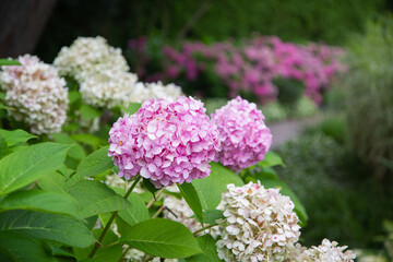 pink and white flowers
