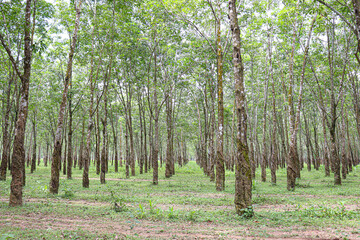 natural raw rubber tree plant