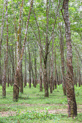 Fototapeta premium natural raw rubber tree plant