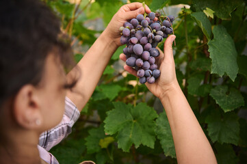 Obraz premium View from the back of a woman vine grower, viticulturist holding purple grapes hanging in the vineyard and inspecting them for ripeness. Viticulture. Agribusiness