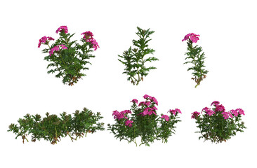 Flowers on a transparent background