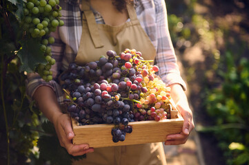Soft focus on ripe juicy grapes in wooden box in the hands of female vine grower, viticulturist...