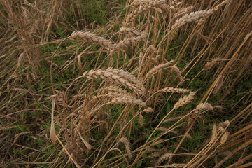 a lot of wheat spikelets that bent to the ground