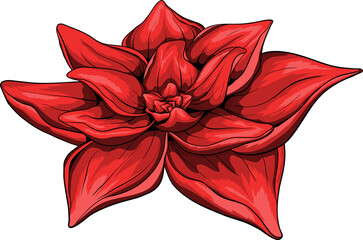 illustration red flower png file
