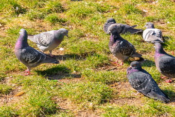 A flock of birds of pigeons pecking bread in a public park