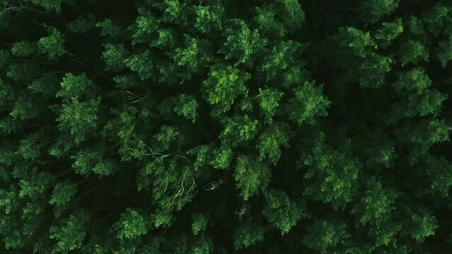 Aerial drone top view on forest in the countryside. Forest top view. Summer leisure time. Wild trees.