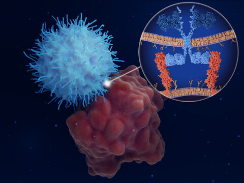 Chimeric Antigen Receptor (CAR) Therapy: Engineered Natural Killer Cell Attacks A Cancer Cell