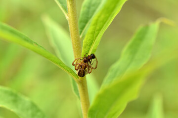 The orbweb spider caught an ant.