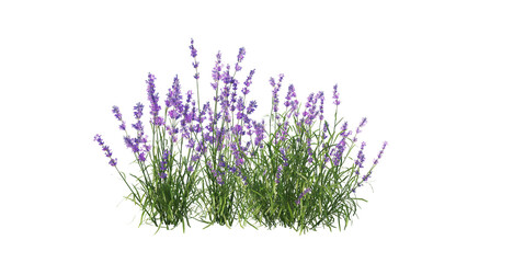 Flower garden on transparent background © jomphon