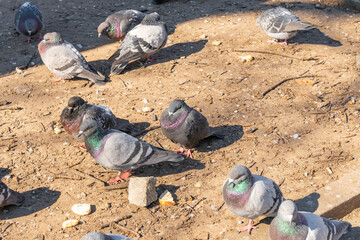 A flock of birds of pigeons pecking bread in a public park