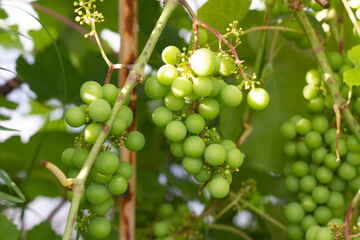 A bunch of unripe green grapes ripening on a branch of grapes, a vine of grapes with green berries