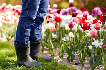 gardening and people concept - close up of man in rubber boots and tulip flowers at summer garden