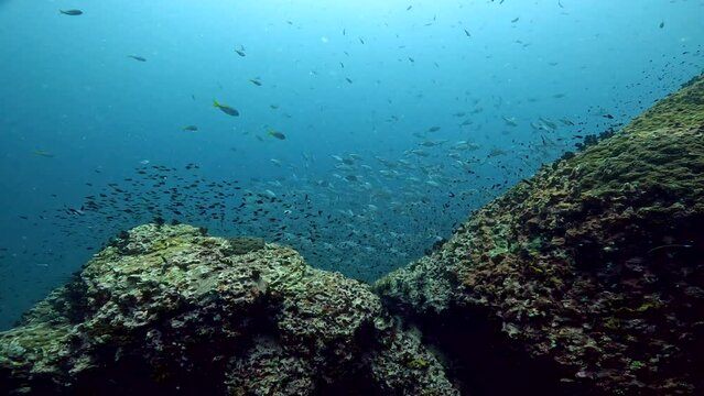 Under water film from Thailand of a large coral reef ridge with a large group of tropical silver colored fish swimming downwards behind the reef