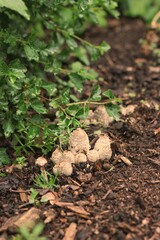 Wild mushrooms growing on the tree.