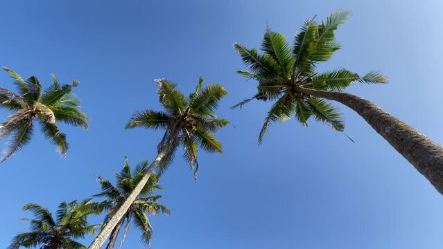 4K footage showing palm trees from bottom with background of blue sky. Nature, beach resorts concept.