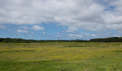 Blumenviese auf der Insel Amrum mit Leuchtturm im Hintergrund. 