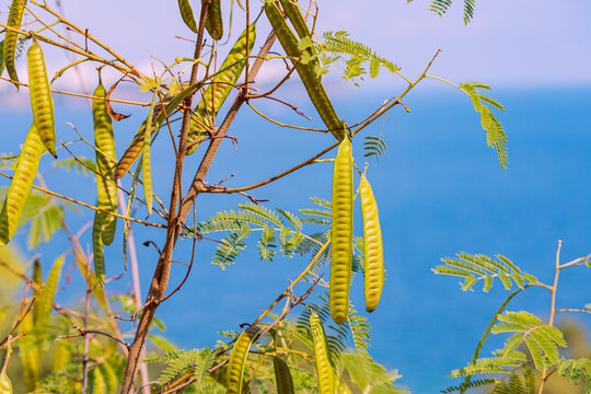 Senegalia catechu or Khair tree with fruits against sea background. It is widely used in India as medicine and as snack